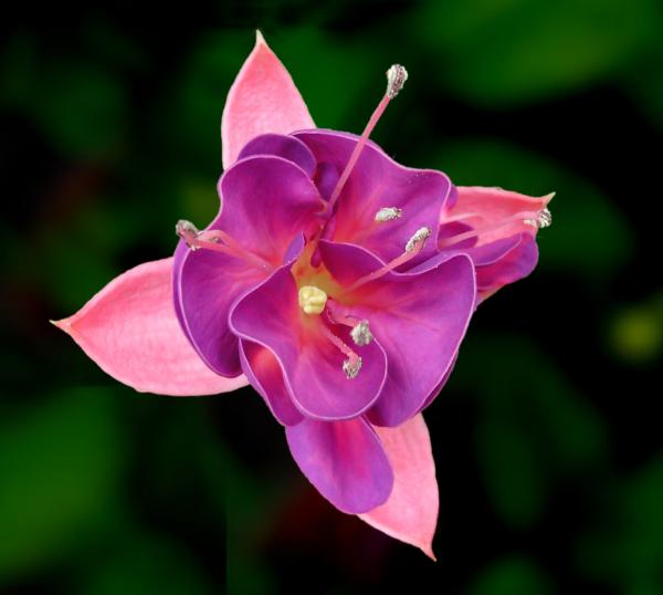 Fuchsia 2008