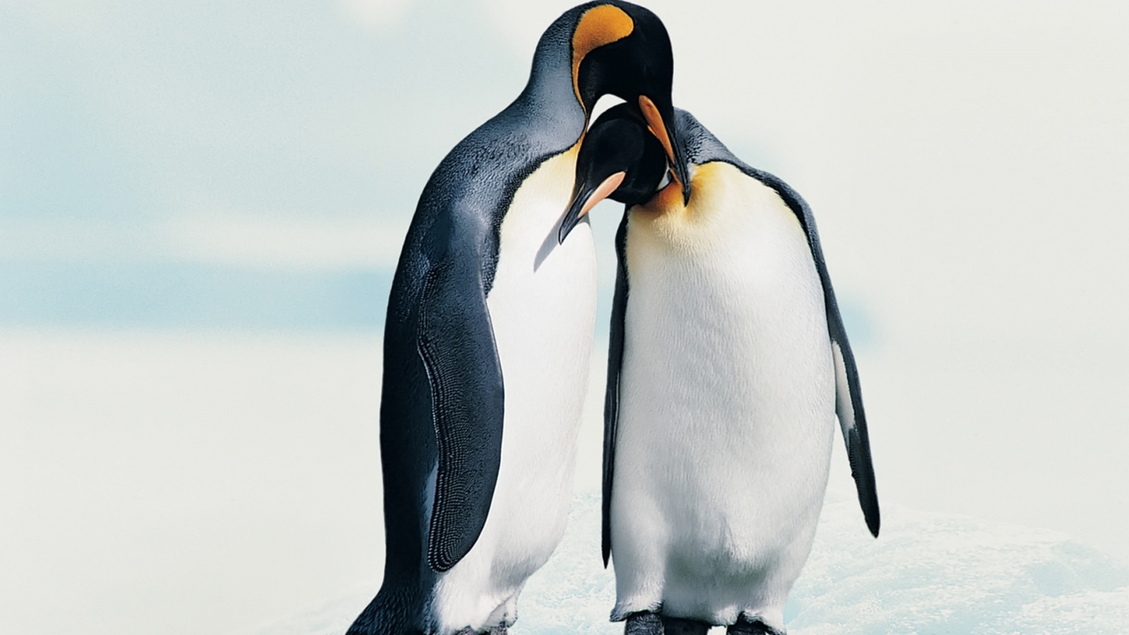 penguins in love-1600x900